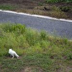 ネコ　カラス　230909 (1 - 1)